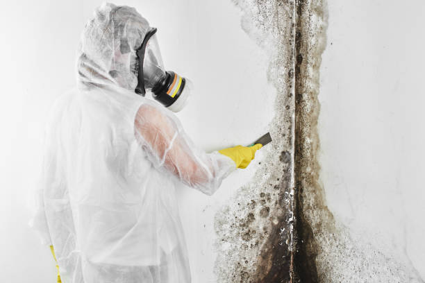Best Bathroom Mold Remediation in Menonee, MI