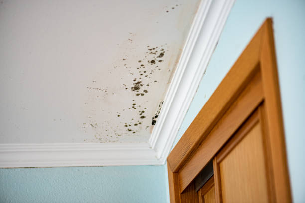 Best Basement Mold Remediation in Menonee, MI