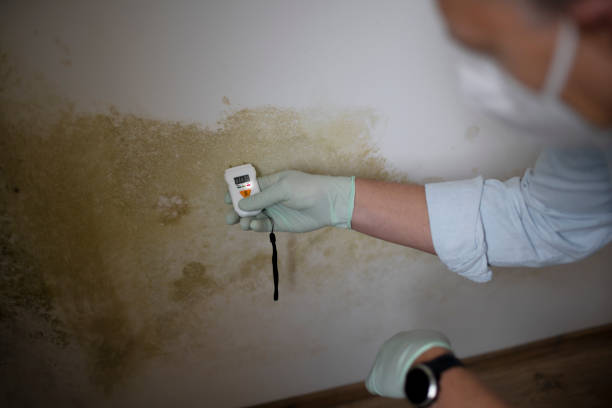 Best Black Mold Remediation in Menonee, MI