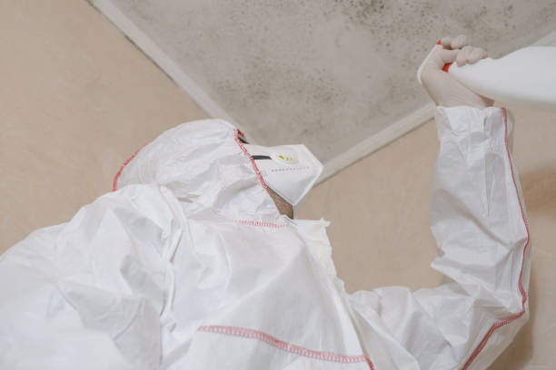 Best Commercial Mold Remediation in Menonee, MI