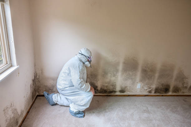Best Black Mold Remediation in Menonee, MI