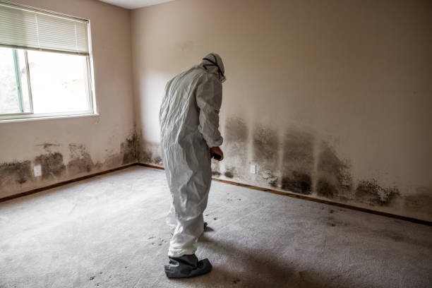 Best Localized Mold Remediation (e.g., coastal areas, humid climates) in Menonee, MI