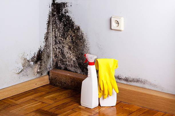 Best Emergency Mold Remediation in Menonee, MI