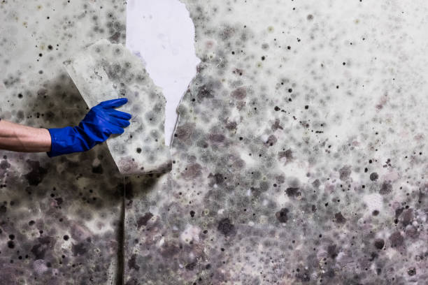 Best Industrial Mold Remediation in Menonee, MI