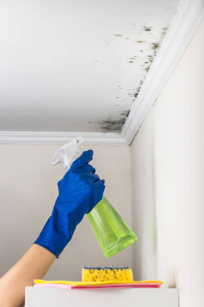 Best Mold Testing and Inspection Services in Menonee, MI